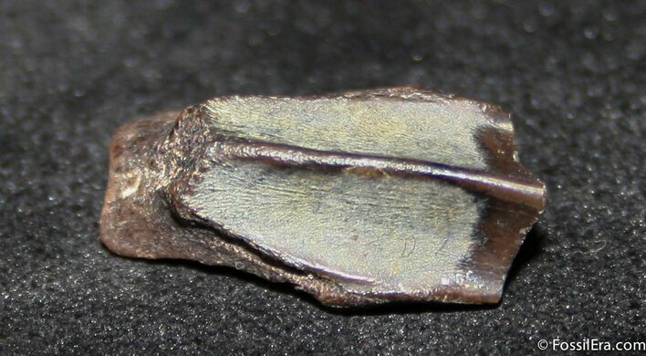 Quality Inch Edmontosaurus Tooth #1255